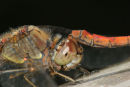 06-9702 Close up of Common Darter (Sympetrum striolatum)